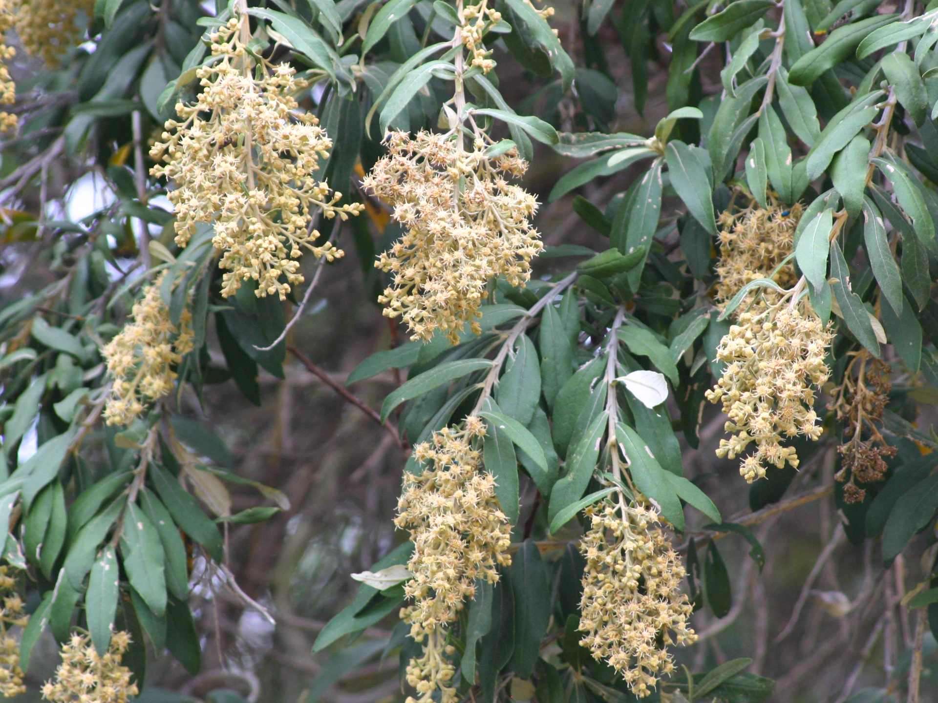 Leleshwa: the scent of East African shrubs, open air, and pastoral landscapes